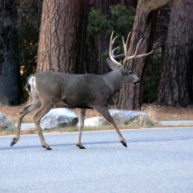 Yosemite Tour Groups - Deer