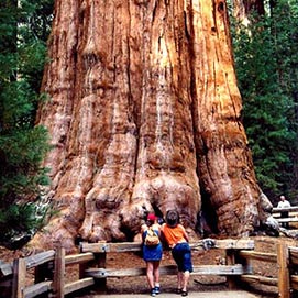 Yosemite National Park - Giant tree